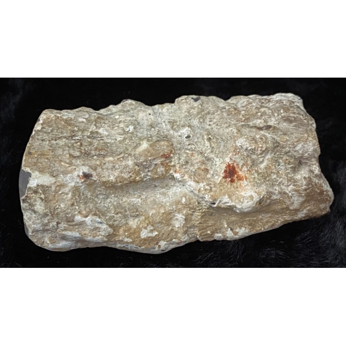 Pink Limb Cast of Petrified Wood - Image 7