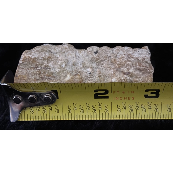 Pink Limb Cast of Petrified Wood - Image 5