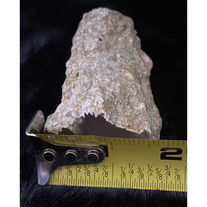 Pink Limb Cast of Petrified Wood - Image 4